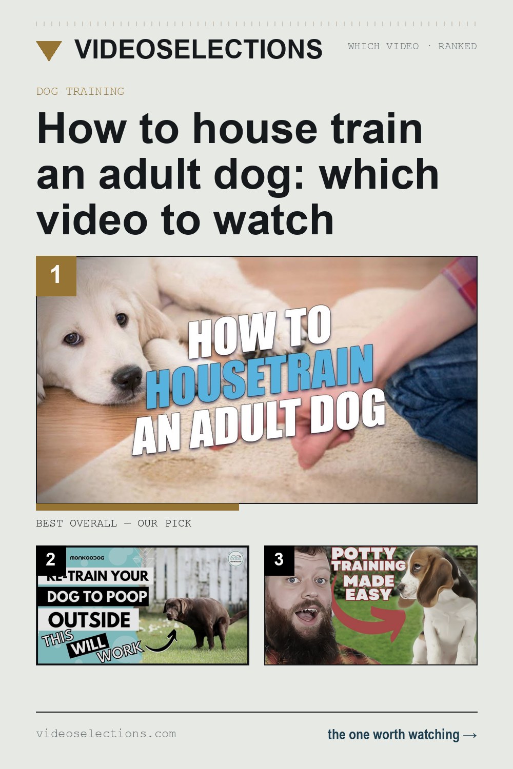 How to house train an adult dog: which video to watch