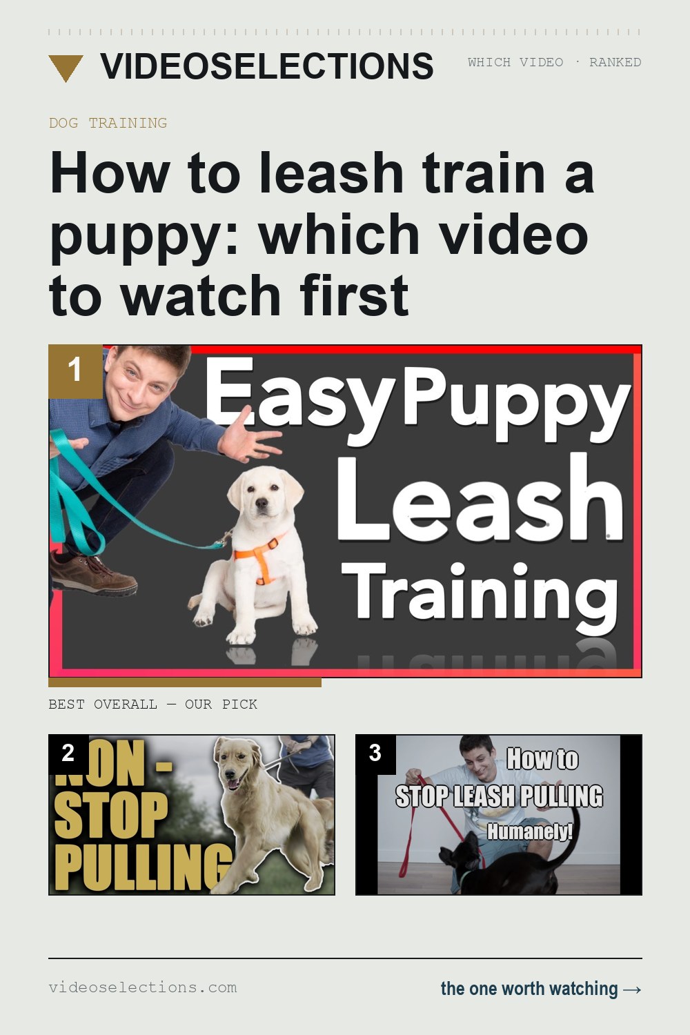 How to leash train a puppy: which video to watch first