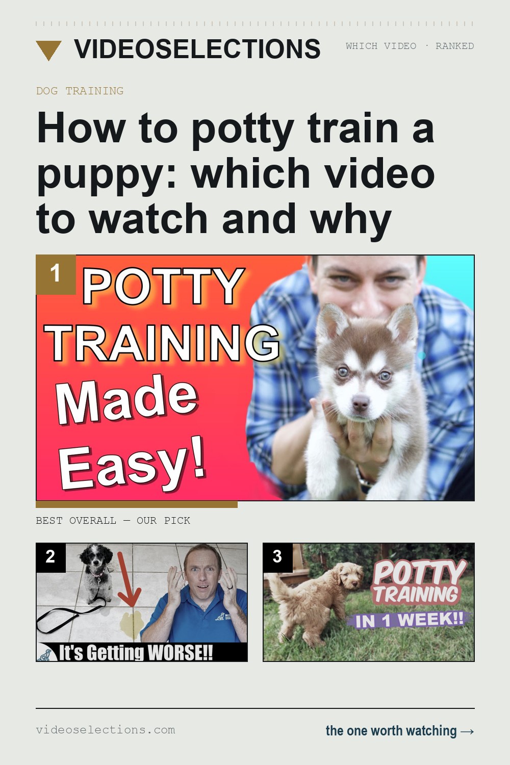 How to potty train a puppy: which video to watch and why