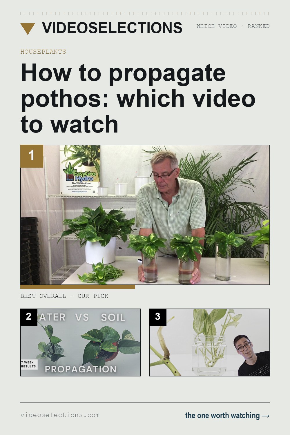 How to propagate pothos: which video to watch