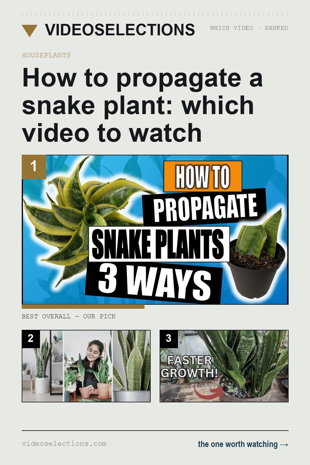 How to propagate a snake plant: which video to watch