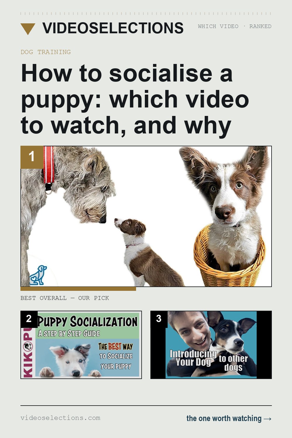 How to socialise a puppy: which video to watch, and why