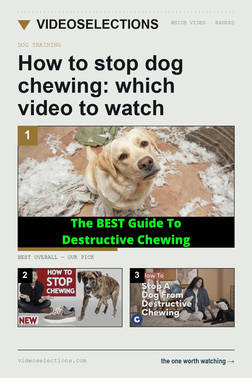 How to stop dog chewing: which video to watch