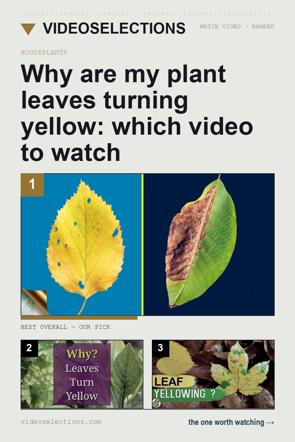 Why are my plant leaves turning yellow: which video to watch